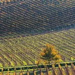 Albarossa Landhaus *