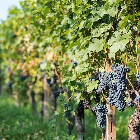 Albarossa Casa de Campo *