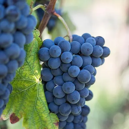 Albarossa Nizza Monferrato