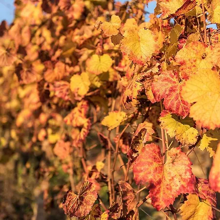 Albarossa Gospodarstwo wiejskie Nizza Monferrato