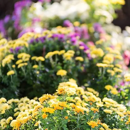 Albarossa Casa de Campo