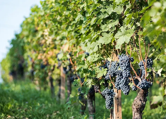 Albarossa Country house *