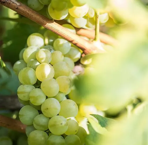 Albarossa Country house