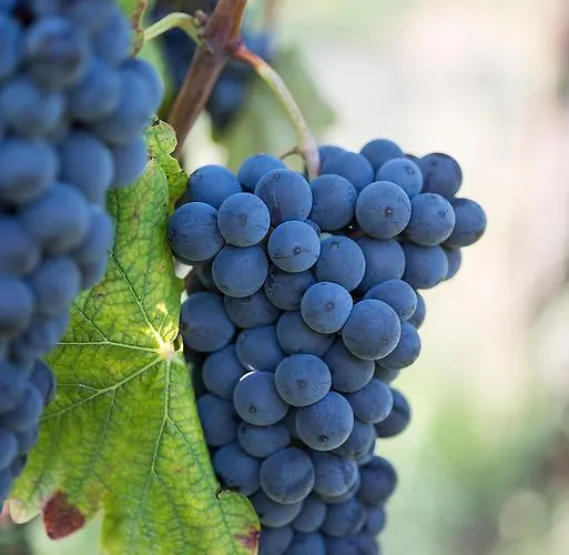 Albarossa Nizza Monferrato