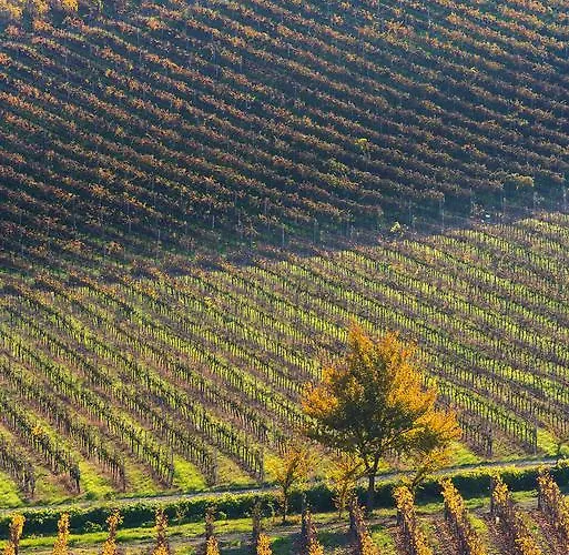 Albarossa Gospodarstwo wiejskie *