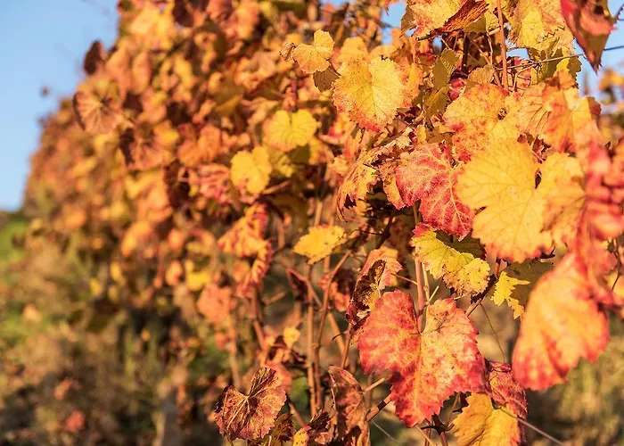 Albarossa Gospodarstwo wiejskie Nizza Monferrato