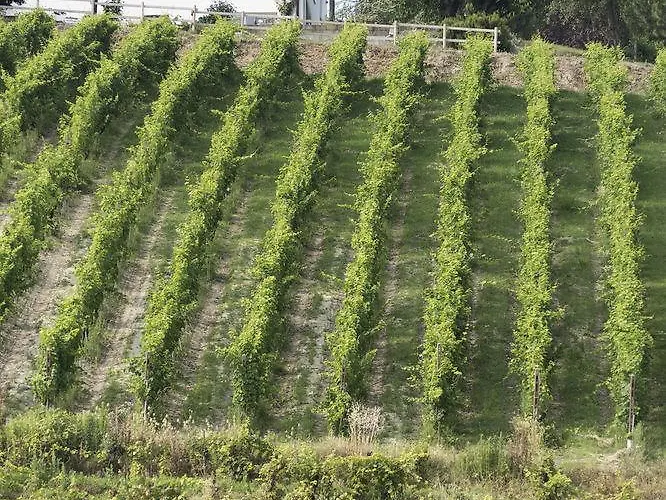 Albarossa Nizza Monferrato